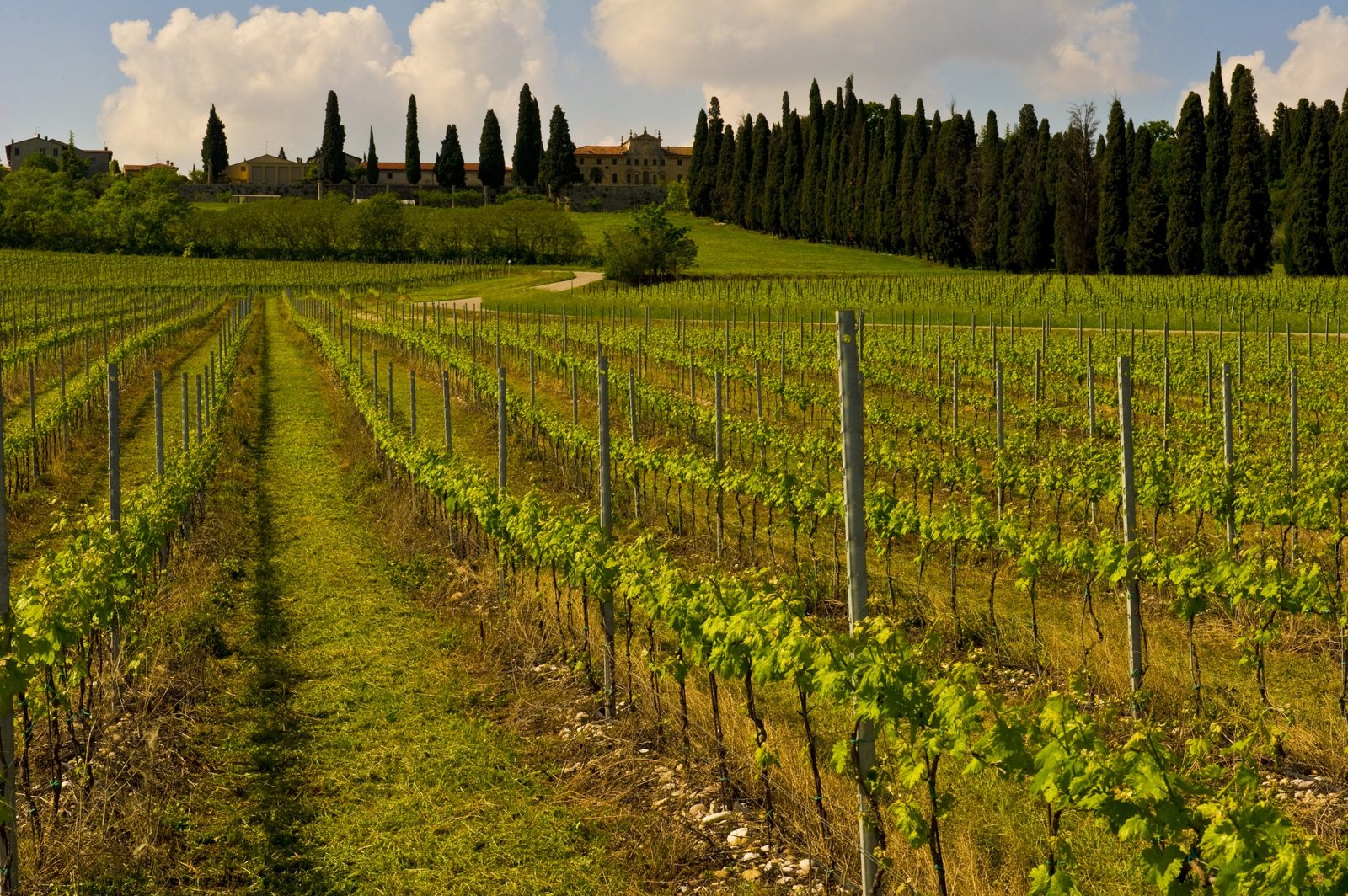 Vùng làm vang Veneto - Lịch sử hình thành và phát triển | Wine Home Rượu Vang Nhập Khẩu Veneto