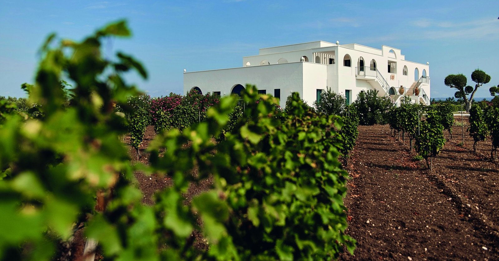 Tìm hiểu thương hiệu Tinazzi – Di sản rượu vang Ý từ Veneto đến Puglia | Wine Home Rượu Vang Nhập Khẩu Tinazzi Vineyard