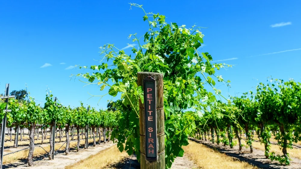 Giống Nho Petite Sirah – Hương Vị Mạnh Mẽ Từ Giống Nho Hiếm | Wine Home Rượu Vang Nhập Khẩu Vườn nho Petite Sirah tại Napa Valley