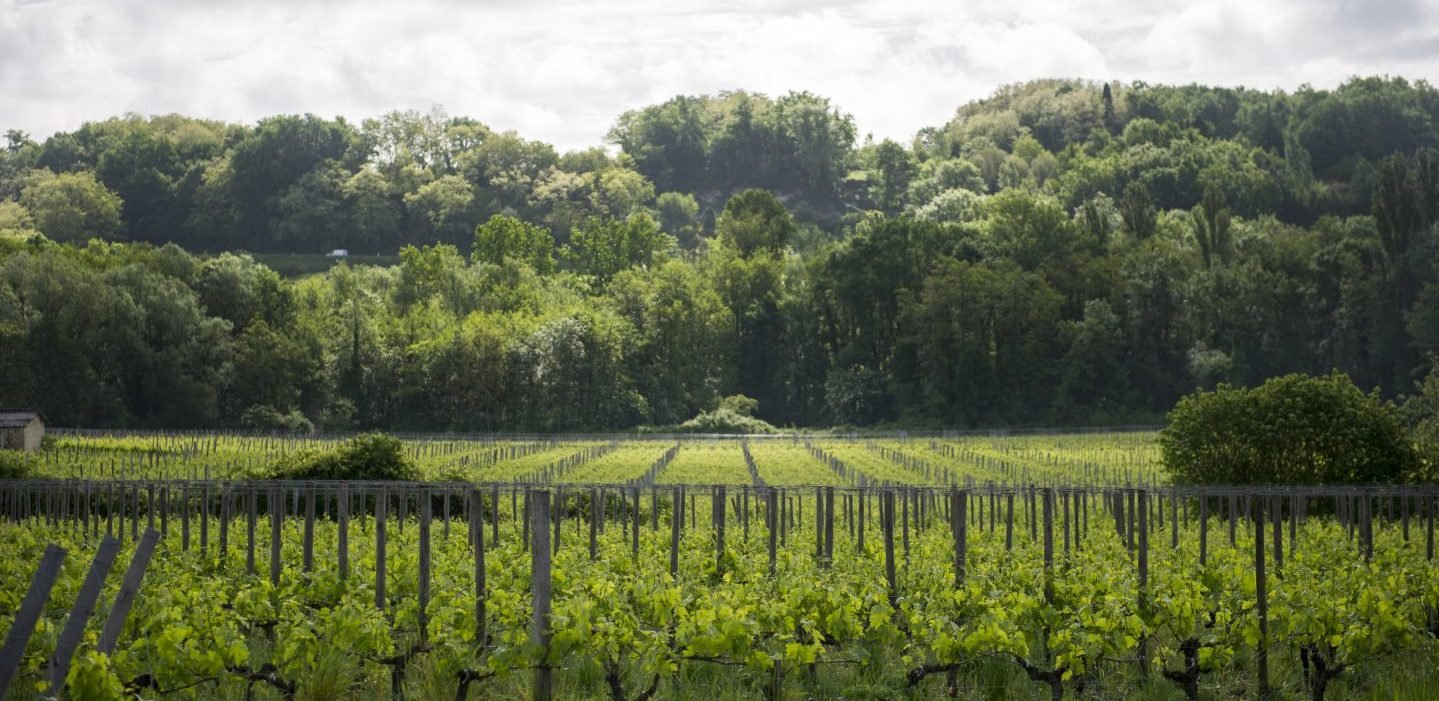 Vùng rượu vang Castillon – Côtes de Bordeaux Vùng rượu vang Castillon – Côtes de Bordeaux