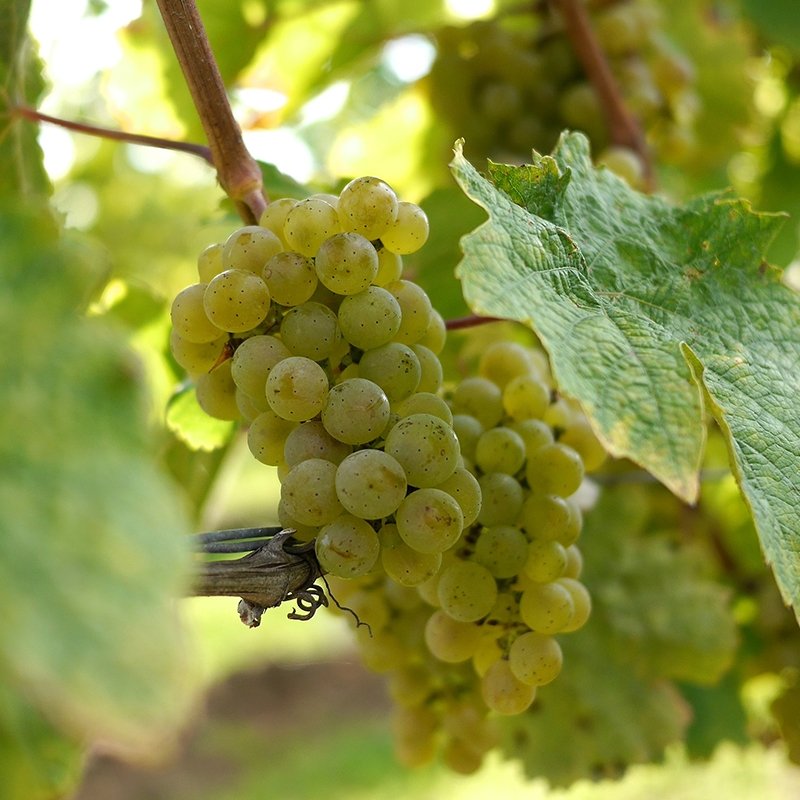 Tìm Hiểu Về Giống Nho Sauvignon Blanc – Hương Vị Tươi Mát Tinh Tế | Wine Home Rượu Vang Nhập Khẩu Nho Sauvignon Blanc