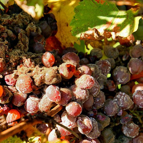 Nho làm rượu Sauternes