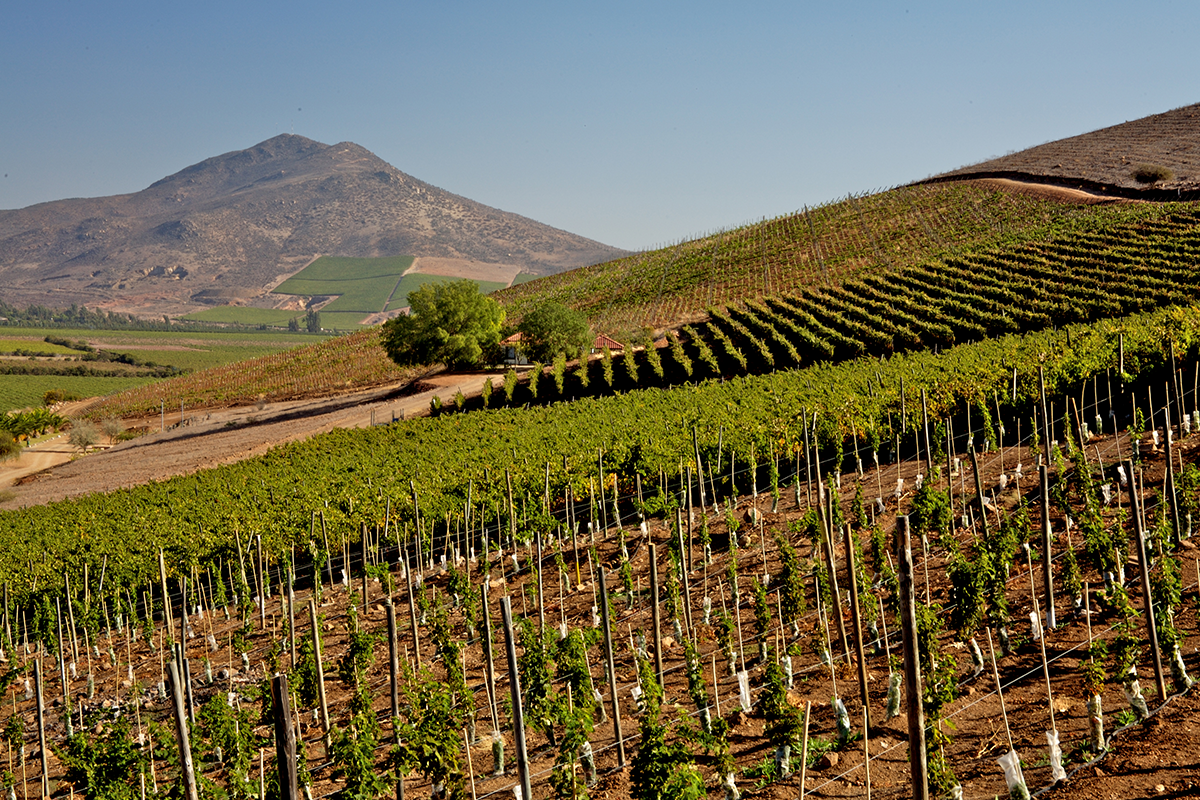 Vùng rượu vang Limari Valley – Viên ngọc ẩn của Chile | Wine Home Rượu Vang Nhập Khẩu Vùng rượu vang Limari Valley