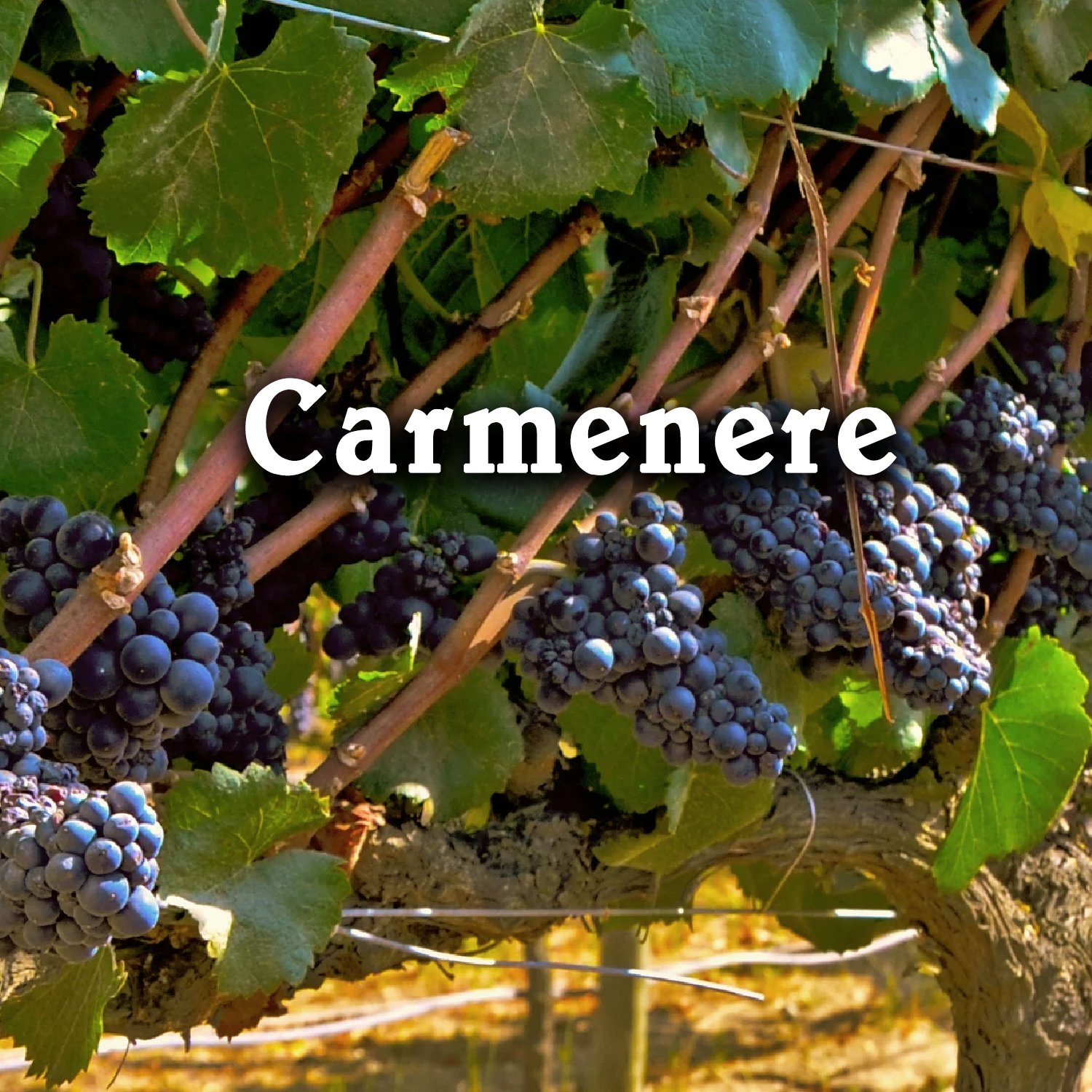 Tìm hiểu về giống nho Carmenere (Carménère) – Viên Ngọc Quý Của Rượu Vang Chile | Wine Home Rượu Vang Nhập Khẩu Tìm hiểu về giống nho Carmenere (Carménère) – Viên Ngọc Quý Của Rượu Vang Chile