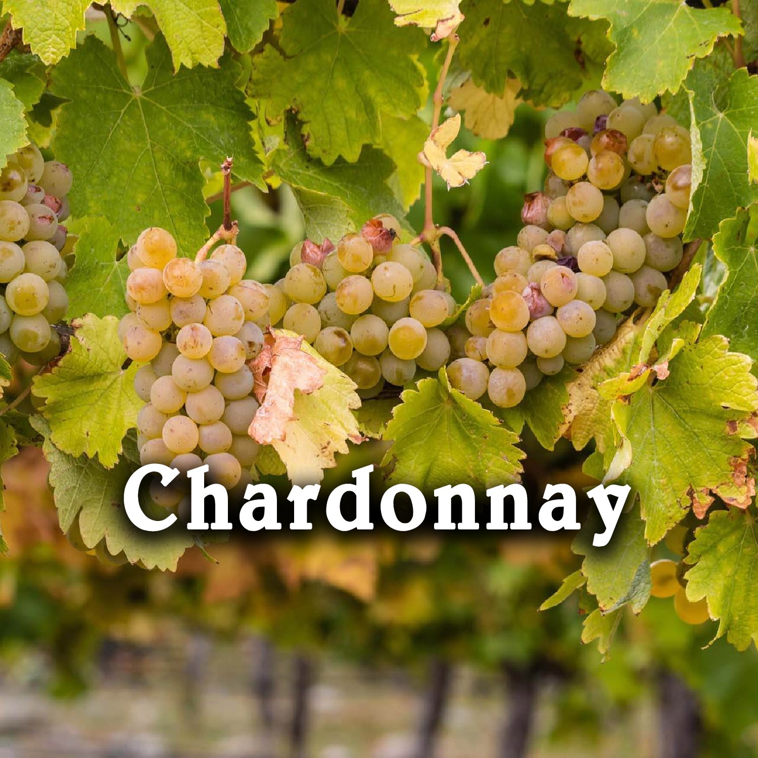 Tìm hiểu giống nho Chardonnay - Hương vị rượu vang từ nho Chardonnay | Wine Home Rượu Vang Nhập Khẩu Vang trắng Chardonnay - Giống nho Chardonnay