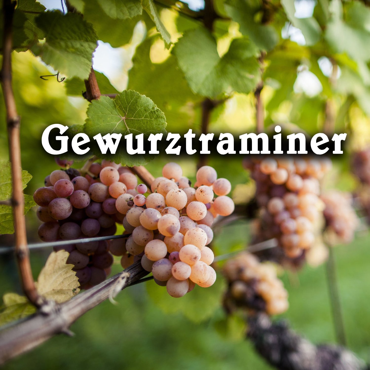 giống nho Gewurztraminer giống nho Gewurztraminer