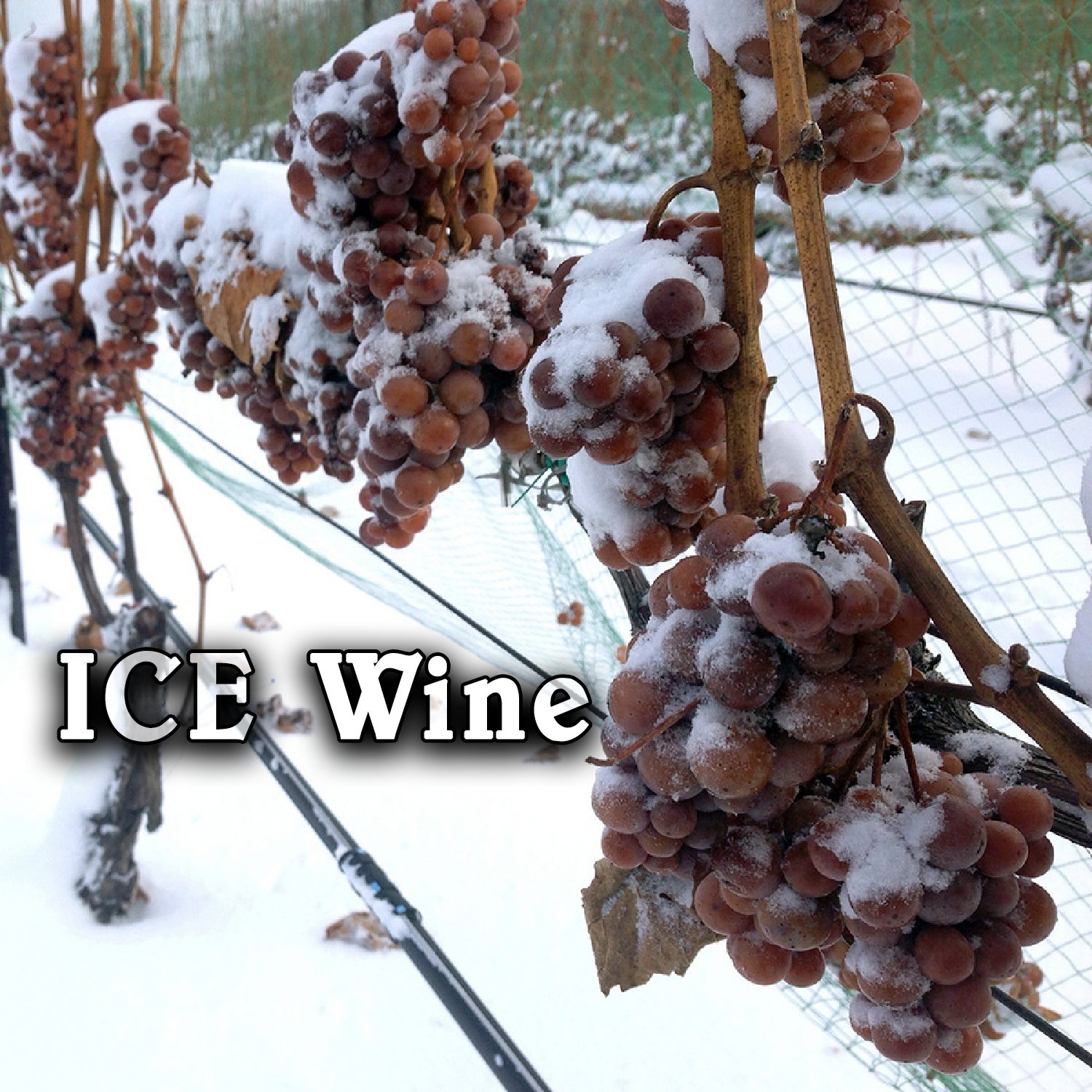 Ice Wine Ice Wine