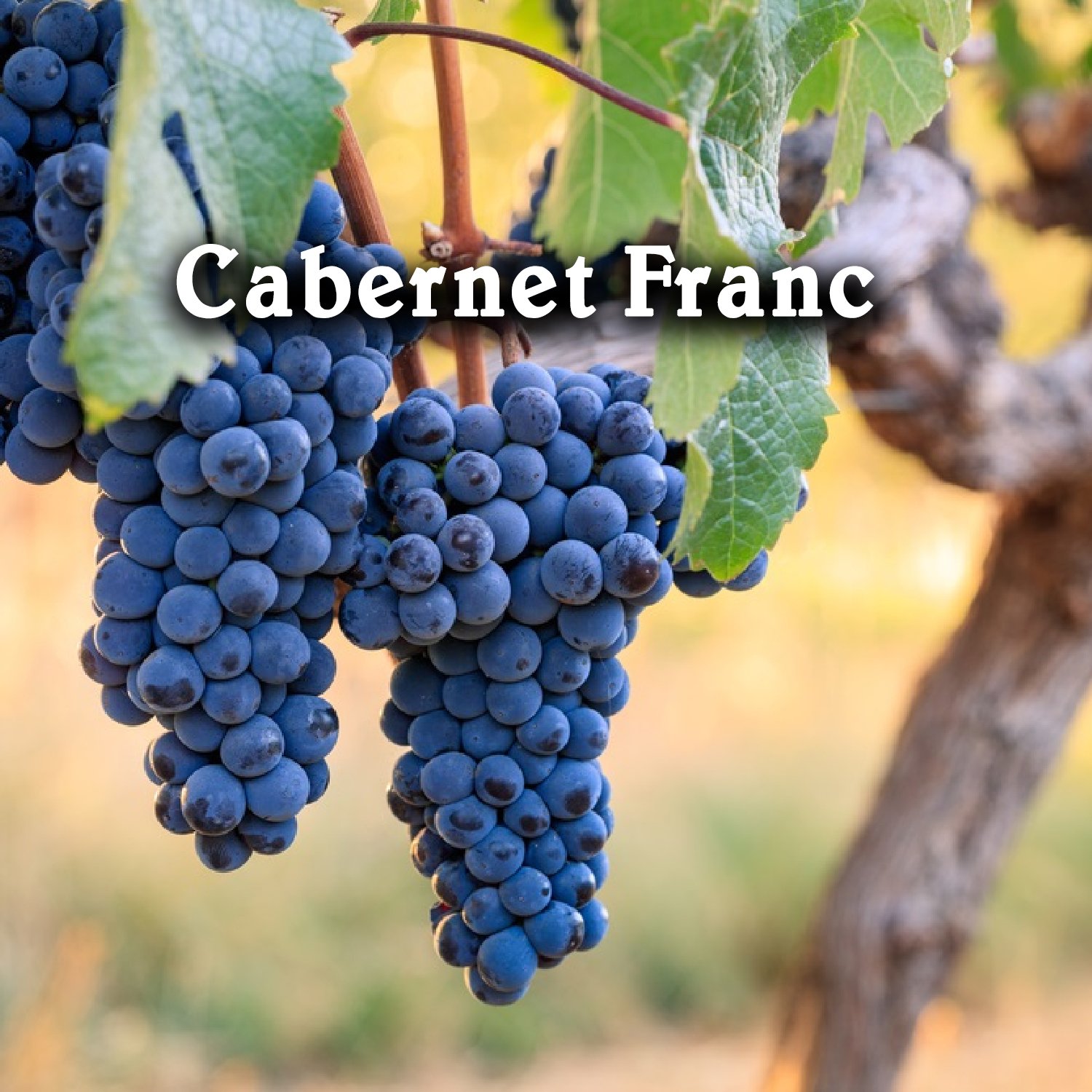 Tìm hiểu về giống nho Cabernet Franc - Giống Nho Thanh Lịch Làm Nên Đẳng Cấp Trong Thế Giới Vang | Wine Home Rượu Vang Nhập Khẩu Rượu vang nho Cabernet Franc – Giống Nho Thanh Lịch Làm Nên Đẳng Cấp Trong Thế Giới Vang