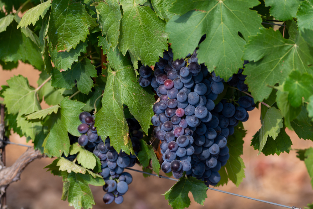 Giống Nho Petite Sirah – Hương Vị Mạnh Mẽ Từ Giống Nho Hiếm | Wine Home Rượu Vang Nhập Khẩu Nho Petite Sirah