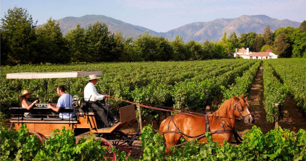 Khám Phá Vùng Rượu Vang Colchagua Valley - Viên Ngọc Quý Của Chile | Wine Home Rượu Vang Nhập Khẩu Vùng Rượu Vang Colchagua