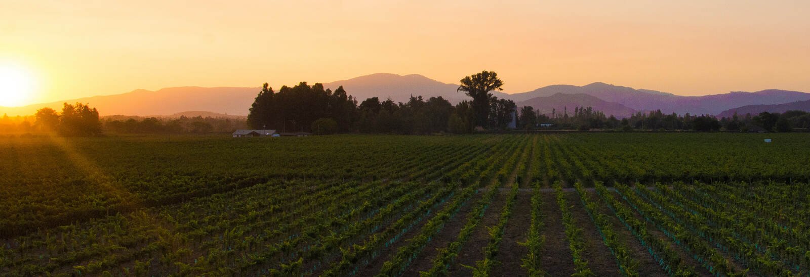 Tìm hiểu rượu vang Huenu – Tinh Hoa Vang Chile Từ Vina de Aguirre | Wine Home Rượu Vang Nhập Khẩu Vina de Aguirre Vineyard