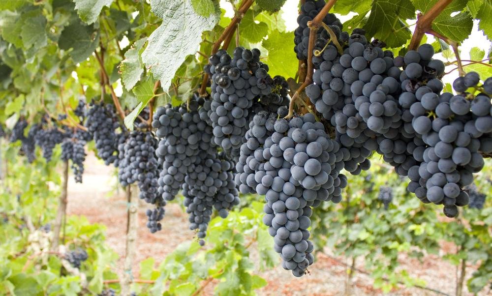 Tìm Hiểu Giống Nho Petit Verdot – Hương Vị Đậm Đà Cho Giới Sành Rượu | Wine Home Rượu Vang Nhập Khẩu Nho Petit Verdot