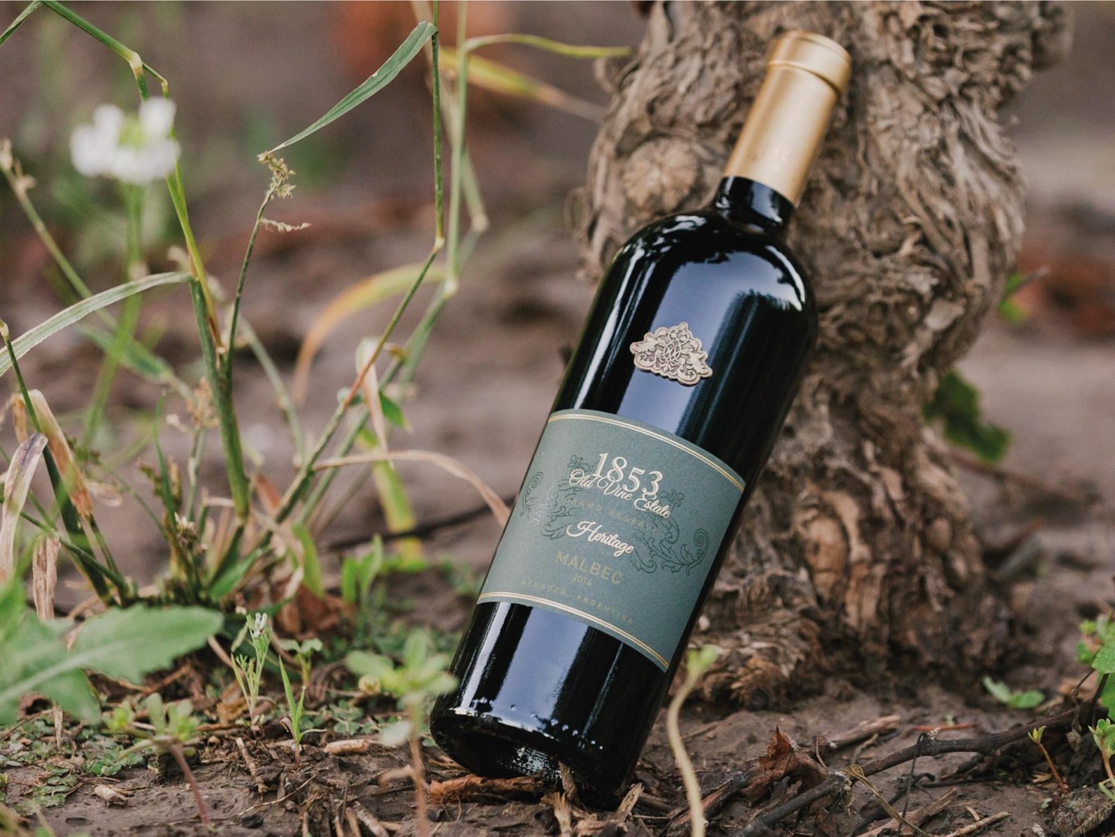 Rượu vang 1853 Old Vine Estate Malbec Rượu vang 1853 Old Vine Estate Malbec