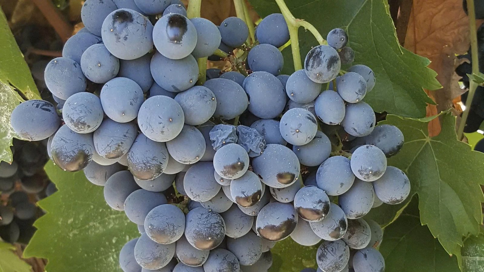 Tìm Hiểu Giống Nho Nero dAvola – Cá Tính Đậm Đà Đến Từ Đảo Sicily | Wine Home Rượu Vang Nhập Khẩu Nho Nero dAvola