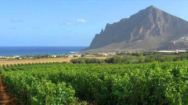 Tìm Hiểu Giống Nho Nero dAvola – Cá Tính Đậm Đà Đến Từ Đảo Sicily | Wine Home Rượu Vang Nhập Khẩu Vườn nho Nero dAvola tại đảo Sicilia