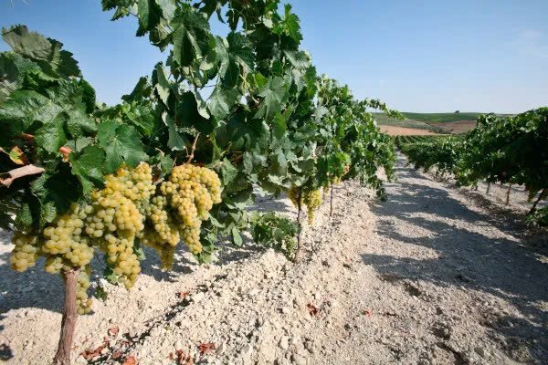 Nho làm rượu Sherry Nho làm rượu Sherry
