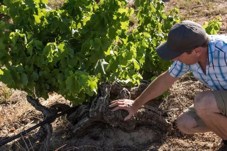 Các gốc nho già làm rượu tại 1853 Old Vine Estate