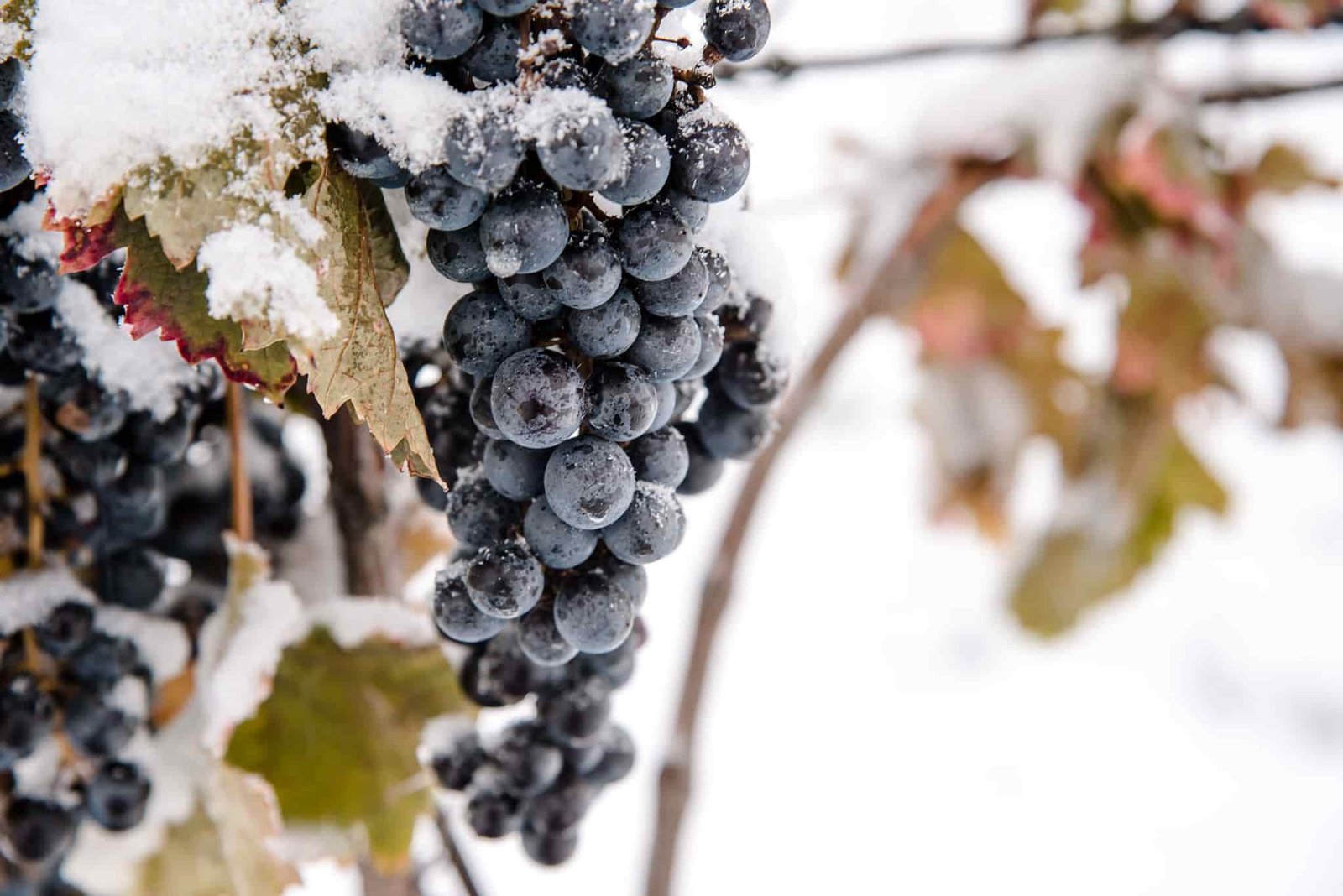 Rượu Ice Wine Là Gì? – Tìm Hiểu Về Loại Rượu Ngọt Đặc Biệt | Wine Home Rượu Vang Nhập Khẩu Rượu Ice Wine Là Gì?