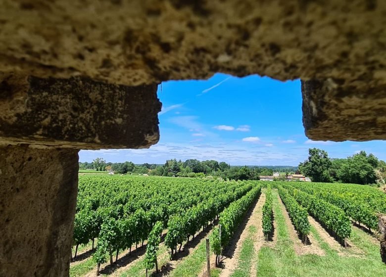 Vườn nho Chateau La Croix Calendreau