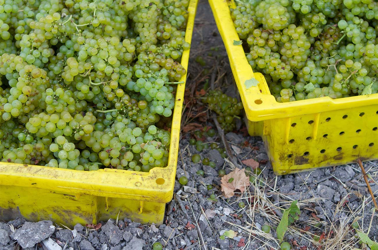 Top 10 Giống Nho Làm Rượu Vang Trắng Ngon Nhất Thế Giới – WineHome Gợi Ý Cho Người Yêu Vang | Wine Home Rượu Vang Nhập Khẩu Các Giống Nho Làm Rượu Vang Trắng Phổ Biến Nhất Thế Giới