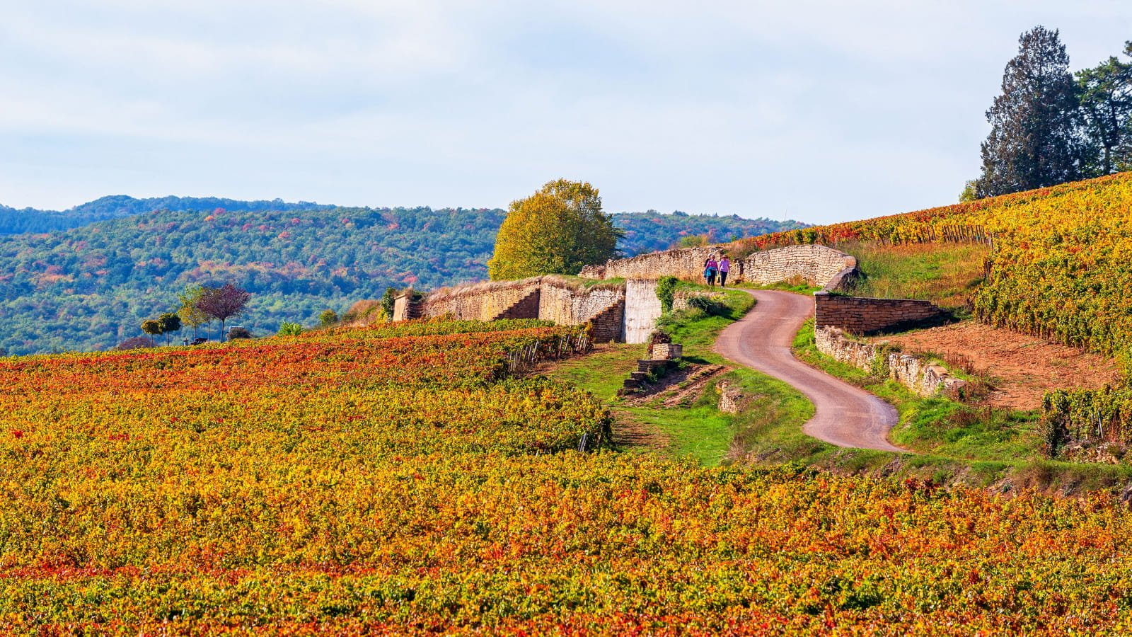 Tìm hiểu vùng Burgundy – Nơi sản sinh ra Pinot Noir thượng hạng | Rượu Vang Wine Home Các vườn nho tại Burgundy
