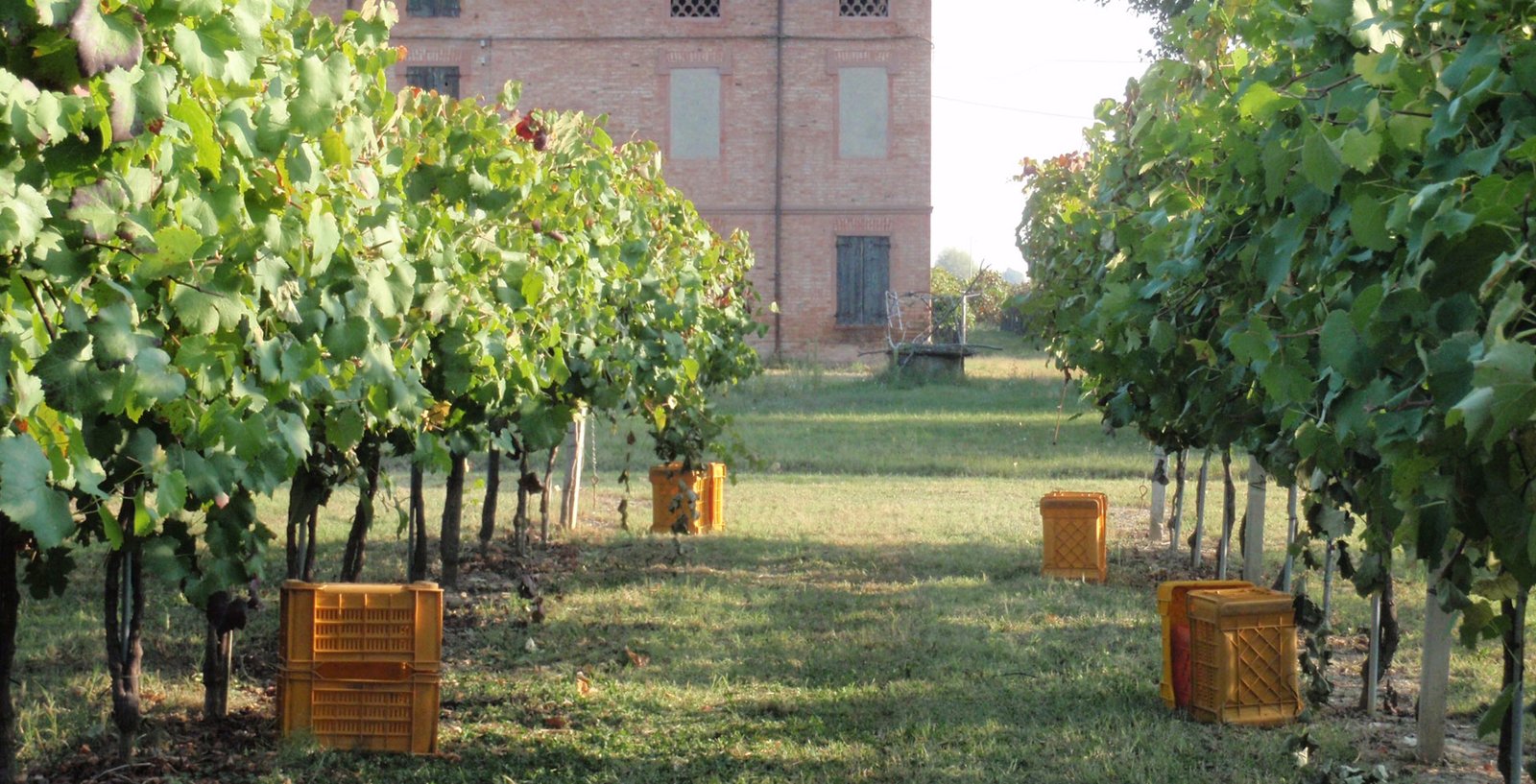 Thương hiệu Cavicchioli – Biểu tượng rượu vang nổ Lambrusco đến từ Modena | Wine Home Rượu Vang Nhập Khẩu Vườn nho Cavicchiolo 1928