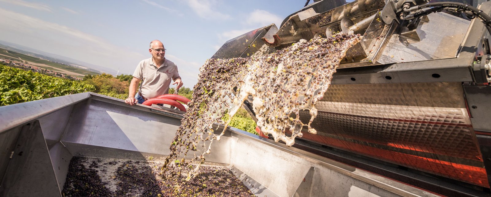 Tìm Hiểu Thương Hiệu Rượu vang Kessler Zink – Biểu tượng chất lượng của vùng Rheinhessen | Rượu Vang Wine Home Quy trình làm rượu tại Kessler Zink