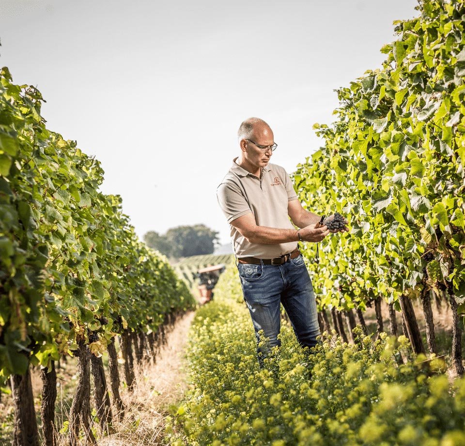 Tìm Hiểu Thương Hiệu Rượu vang Kessler Zink – Biểu tượng chất lượng của vùng Rheinhessen | Rượu Vang Wine Home Kessler Zink