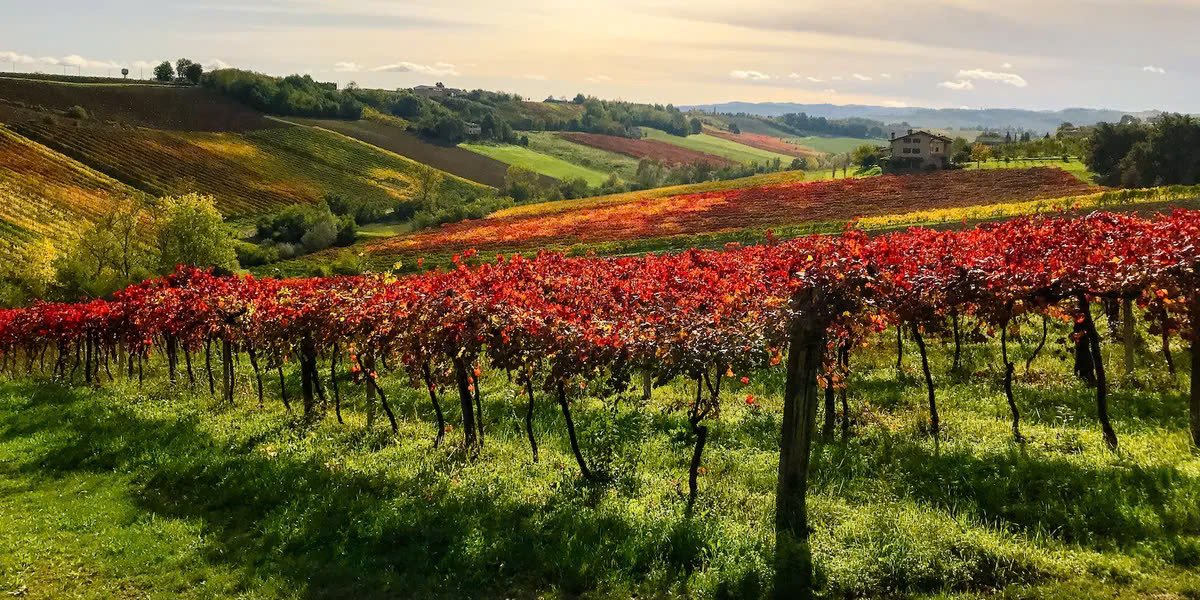 Các ruộng nho tại Emilia Romagna