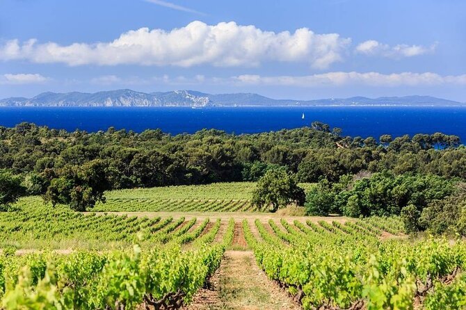 Vùng rượu vang Provence – Khi rượu vang hồng trở thành biểu tượng của phong cách sống Địa Trung Hải | Rượu Vang Wine Home Vùng rượu vang Provence