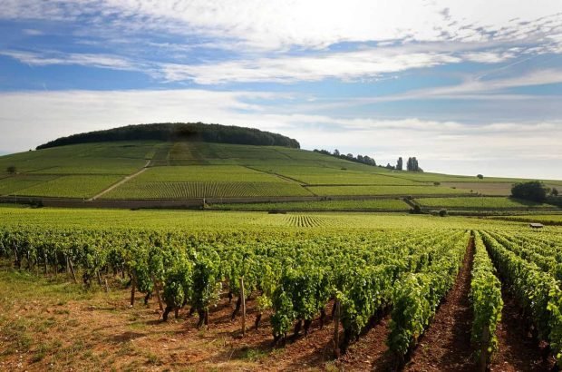 Vùng rượu vang Languedoc-Roussillon – Kho báu rượu vang Pháp với mức giá hợp lý và sự đa dạng đáng kinh ngạc | Rượu Vang Wine Home Vùng rượu vang Languedoc-Roussillon