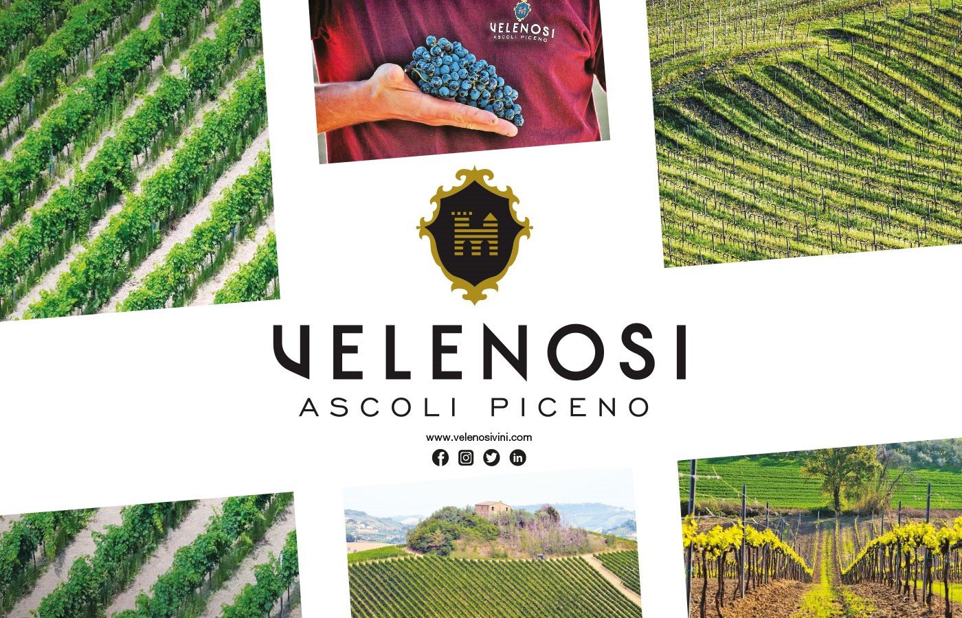 Thương hiệu Velenosi Vini – Hành trình từ vùng đất Marche đến vị thế thương hiệu rượu vang Ý được yêu mến toàn cầu | Rượu Vang Wine Home Velenosi Vini