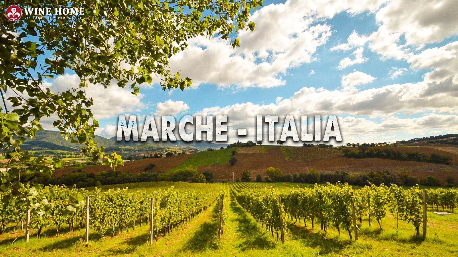 VÙNG RƯỢU VANG MARCHE – VIÊN NGỌC ẨN MÌNH TRÊN BẢN ĐỒ VANG Ý | Rượu Vang Wine Home VÙNG RƯỢU VANG MARCHE