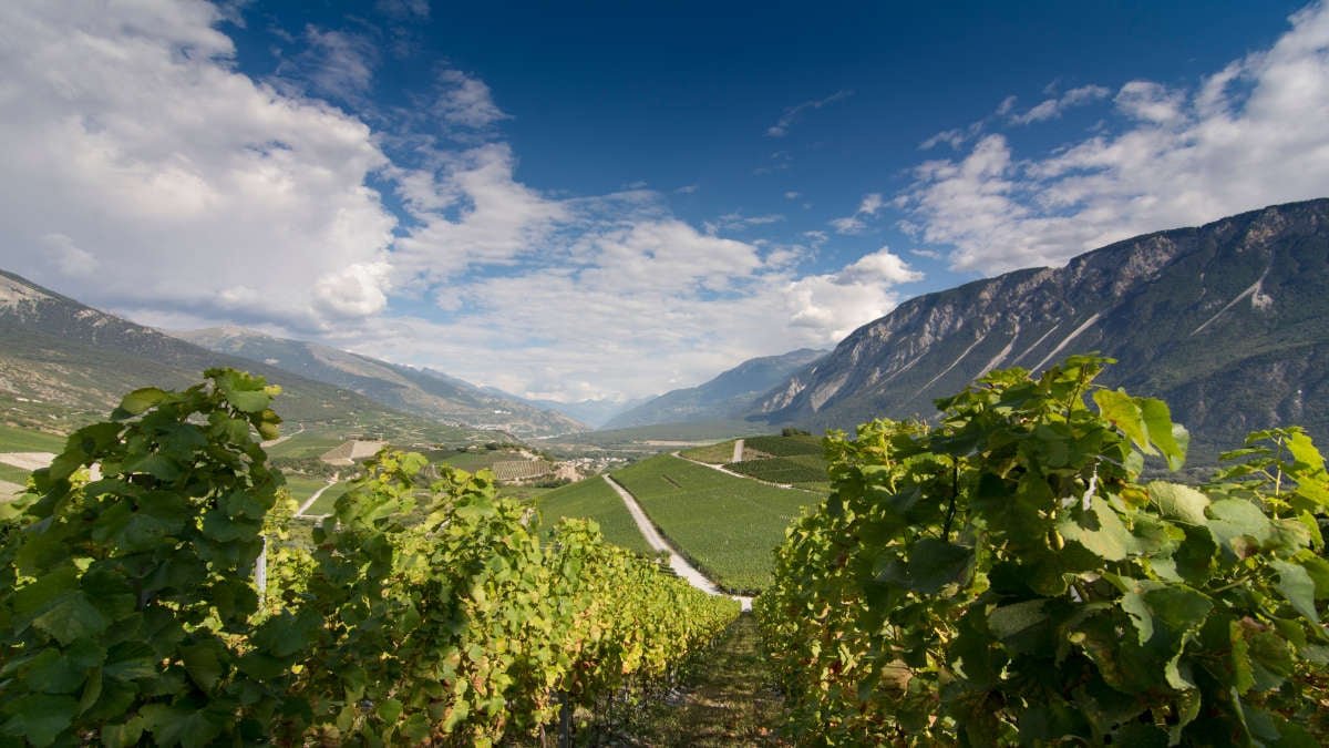 Vùng rượu vang Rhône Valley – Thiên đường của Syrah và những chai rượu đỏ đậm đà, quyến rũ | Rượu Vang Wine Home Vùng rượu vang Rhône Valley