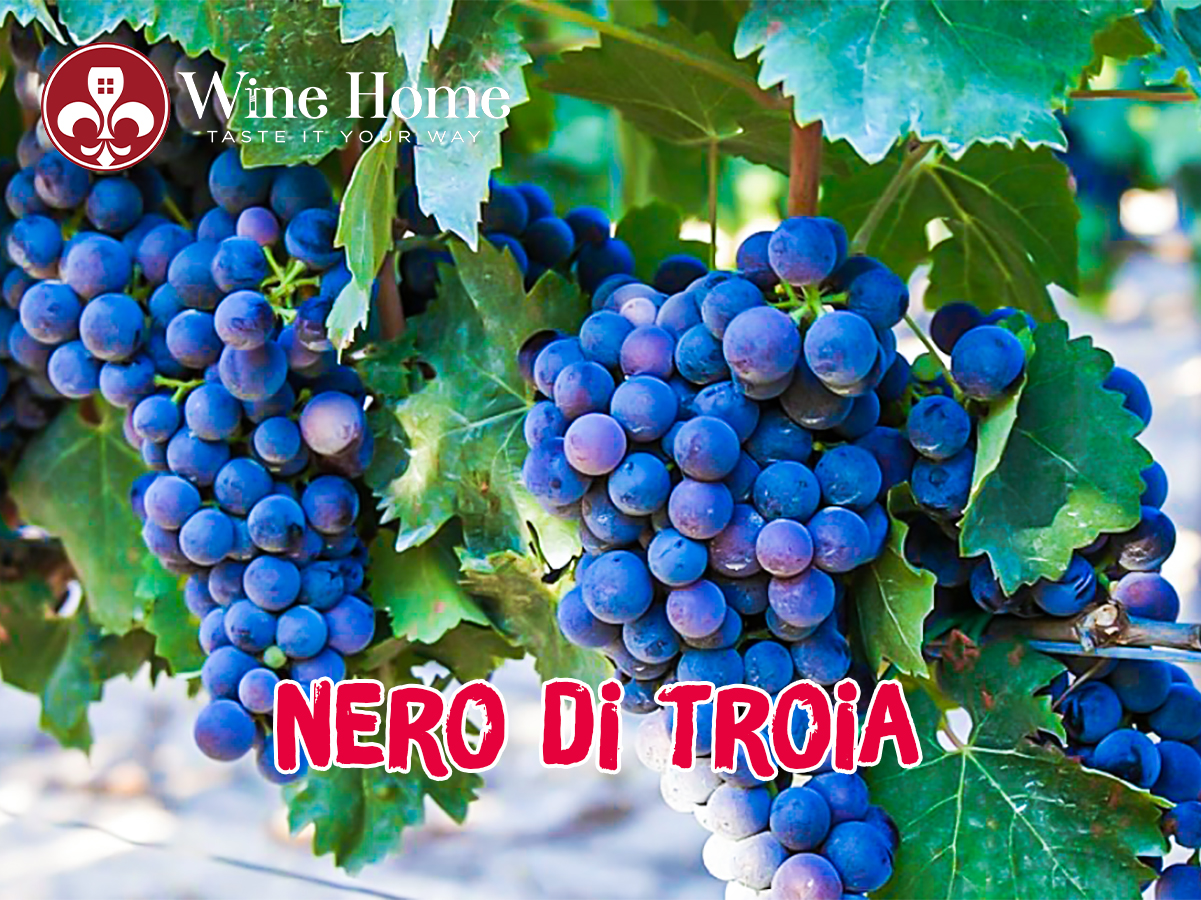 Giống nho Nero Di Troia là gì?Rượu vang làm từ nho Nero Di Troia