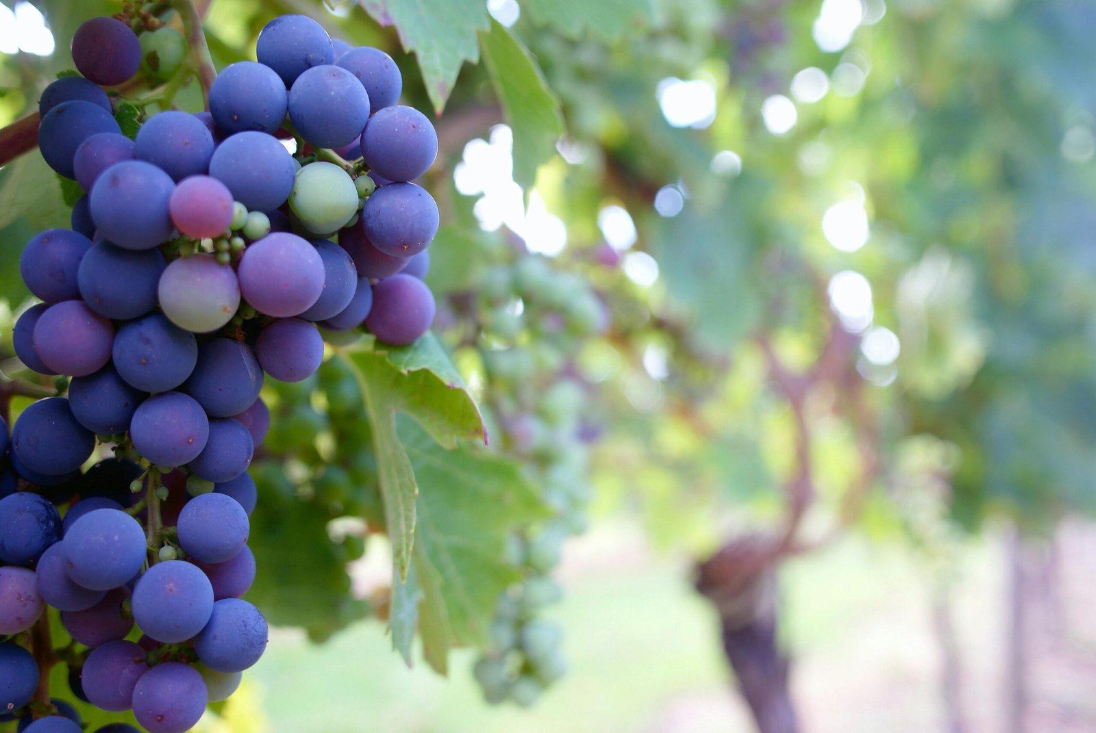 Nho Cabernet Sauvignon Nho Cabernet Sauvignon