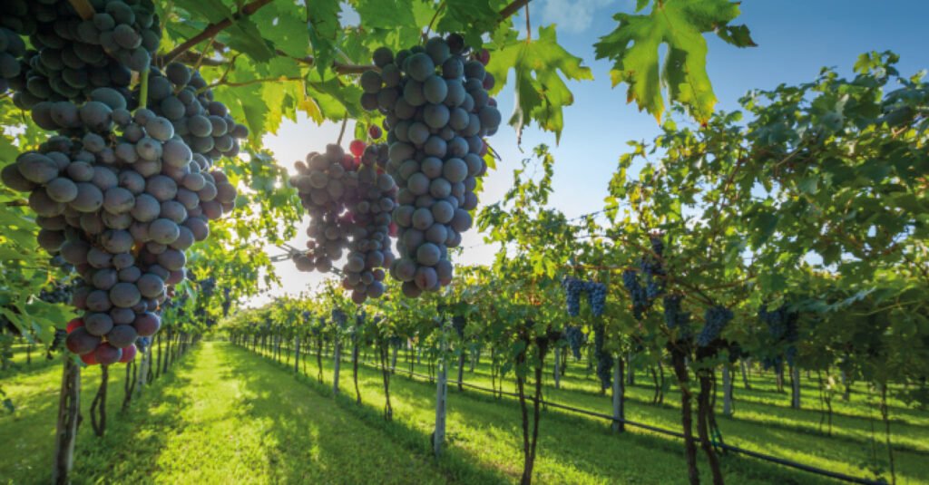 Khám phá giống nho Sangiovese - Đặc trưng vùng Tuscany Italia | Wine Home Rượu Vang Nhập Khẩu sangiovese