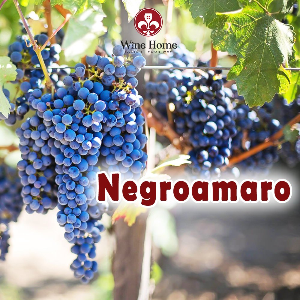 Nho Negroamaro là gì? Rượu vang từ nho Negroamaro | Wine Home Rượu Vang Nhập Khẩu nho negroamaro