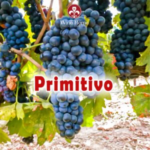 nho primitivo