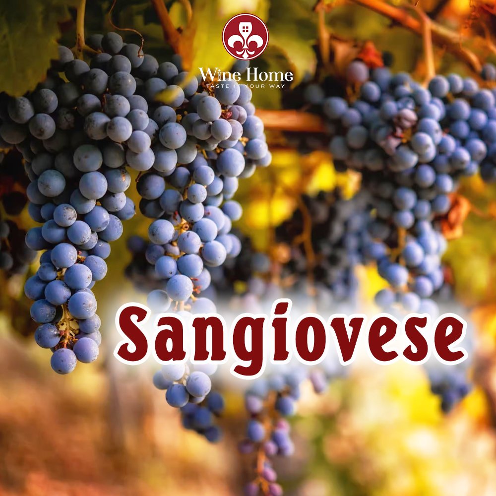 Khám phá giống nho Sangiovese Khám phá giống nho Sangiovese