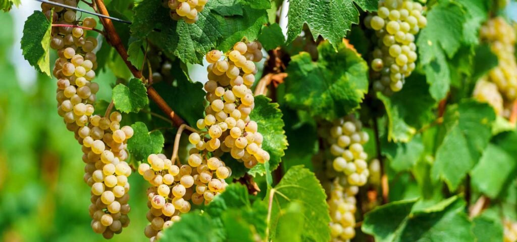 giống nho moscato giống nho moscato