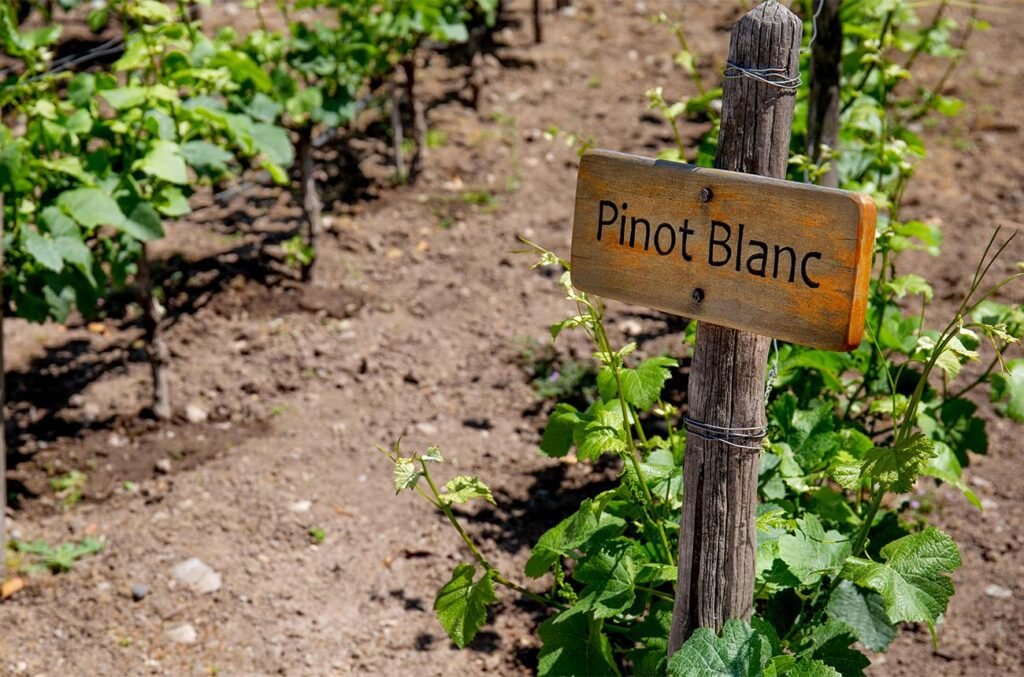 Tìm Hiểu Giống Nho Pinot Blanc – Dòng Nho Trắng Nhẹ Nhàng Cho Tín Đồ Sành Vang | Rượu Vang Wine Home Vườn Nho Pinot Blanc