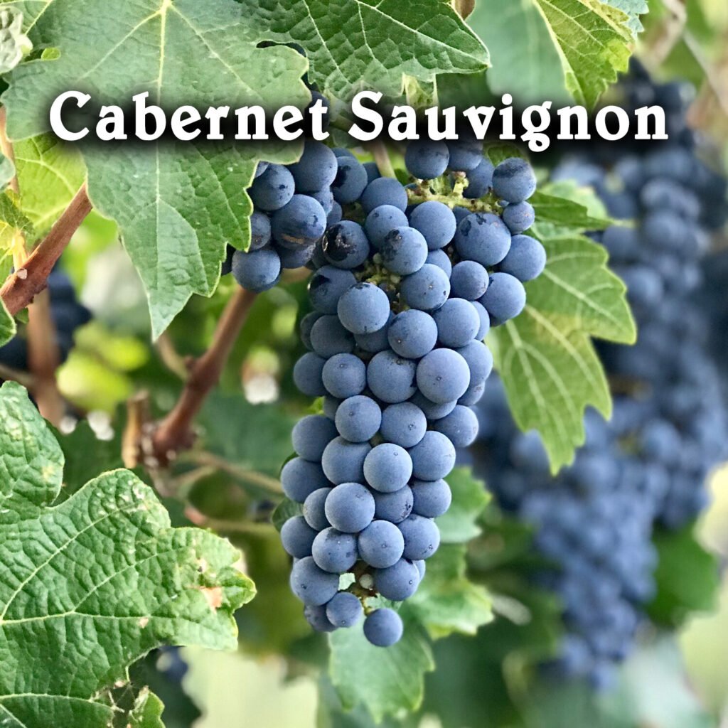 Rượu vang Cabernet Sauvignon - Tổng hợp các chai rượu vang từ nho Cabernet Sauvignon