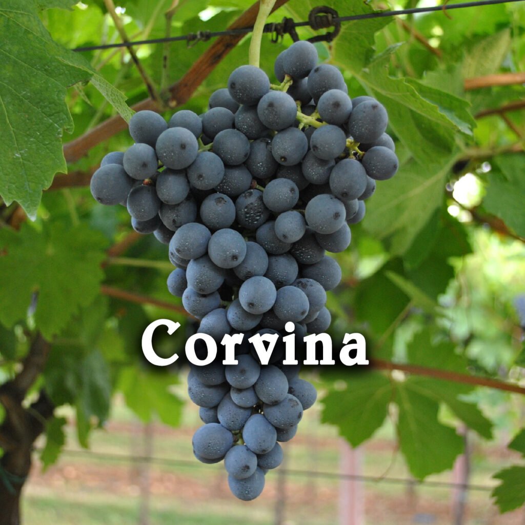 Giống Nho Corvina - Tinh Hoa Rượu Vang Ý Với Hương Vị Đặc Sắc | Rượu Vang Wine Home Giống Nho Corvina