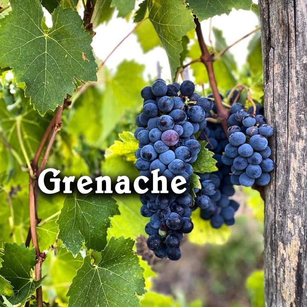 Khám phá giống nho Grenache – Viên Ngọc Đỏ Rực Của Thế Giới Rượu Vang | Rượu Vang Wine Home Giống Nho Grenache