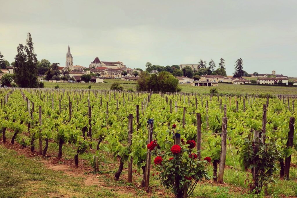 Rượu vang Saint Emilion