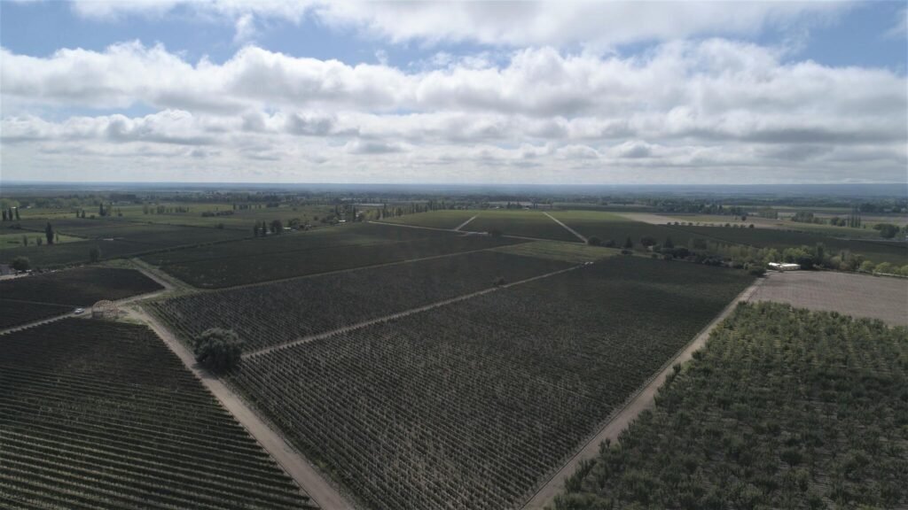 Tìm hiểu thương hiệu rượu vang 1853 Old Vine Estate - Tinh túy tại vùng đất Mendoza | Rượu Vang Wine Home 1853 Old Vine Estate Vineyard