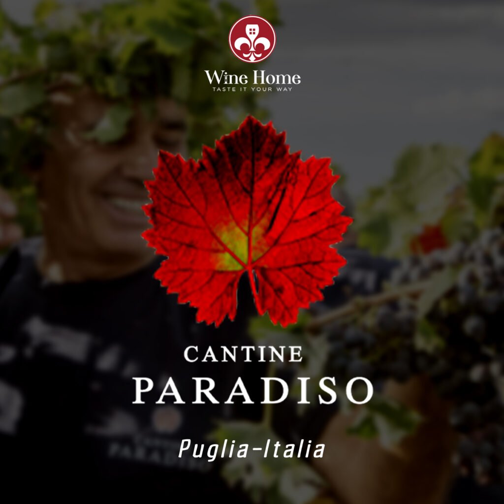Tìm hiểu thương hiệu Cantine Paradiso – Di sản rượu vang Puglia từ năm 1954 | Rượu Vang Wine Home Thương hiệu Cantine Paradiso