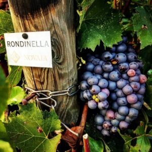 Nho Rondinella