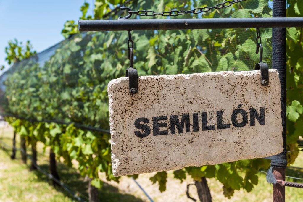 Vường trồng nho Semillon